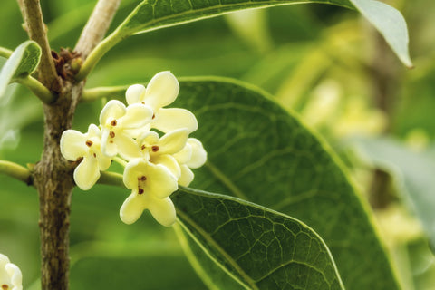 Fragrant Teas