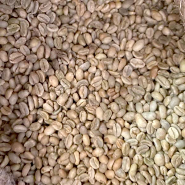 Ethiopian Djima Green Coffee Beans